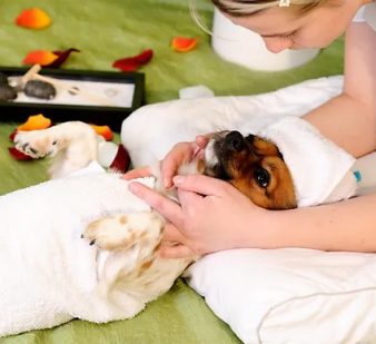Massage canin