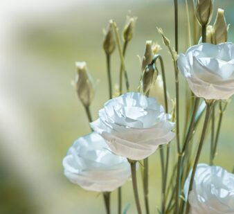 Fleuriste / Fleur séchée